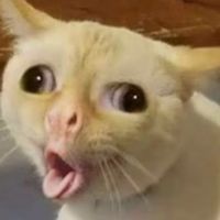 Mokoko123