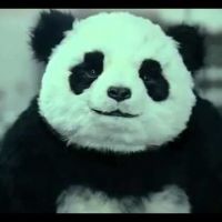 Fanclub panda