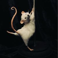 Rat